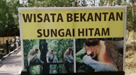 Foto: Wisata Bekantan Sungai Hitam. (Istimewa)