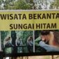 Foto: Wisata Bekantan Sungai Hitam. (Istimewa)