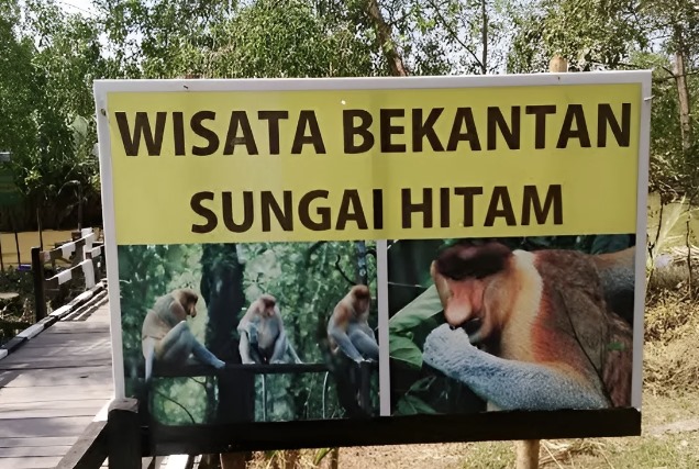 Foto: Wisata Bekantan Sungai Hitam. (Istimewa)