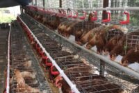 Foto: Peternakan Ayam Probiotik Desa Loa Duri Ilir