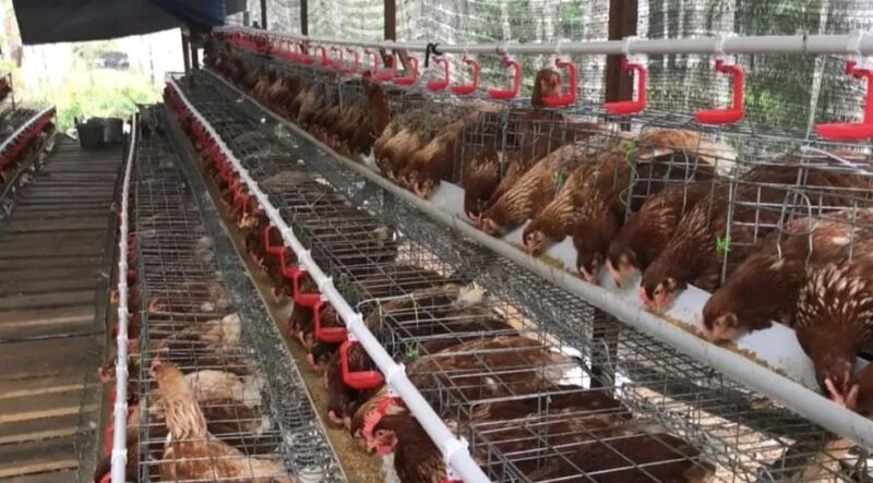 Foto: Peternakan Ayam Probiotik Desa Loa Duri Ilir