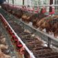 Foto: Peternakan Ayam Probiotik Desa Loa Duri Ilir